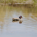 Green-winged Teal