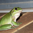 Green tree frog