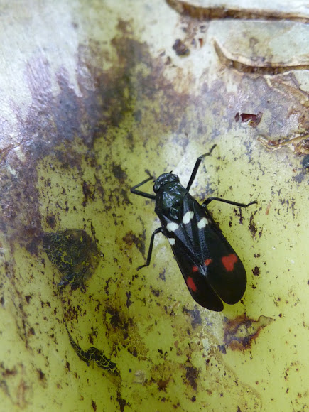 Spotting Image 1