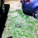 Eastern cottontail