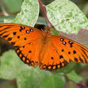 Gulf Fritillary or Passion Butterfly