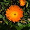  Orange Ice Plant
