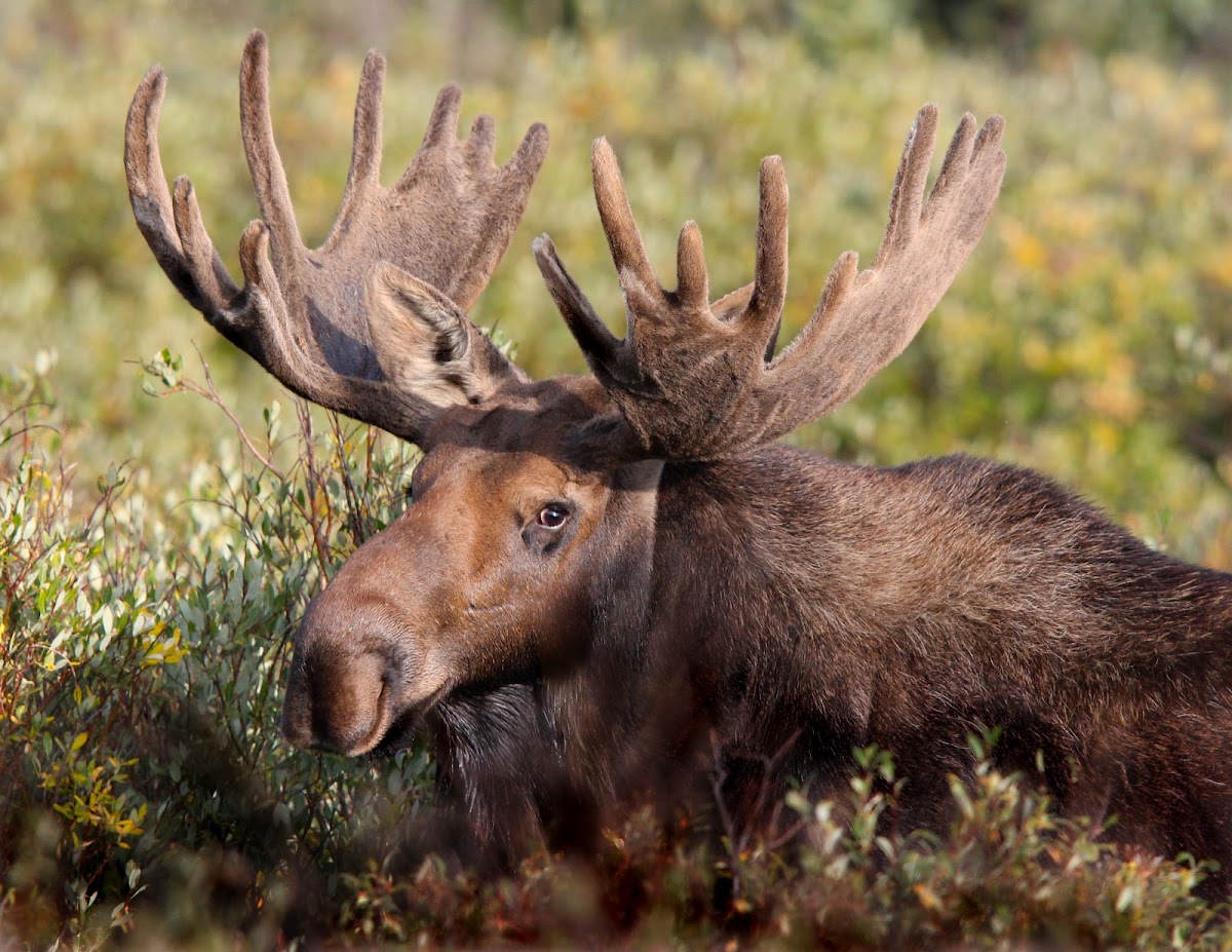 Moose