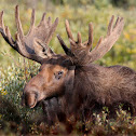 Moose
