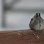 white crowned sparrow