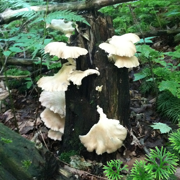 Spotting Image 1