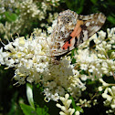 American Painted Lady