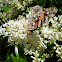 American Painted Lady