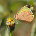 Tailed Orange