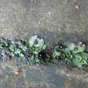 Lichen