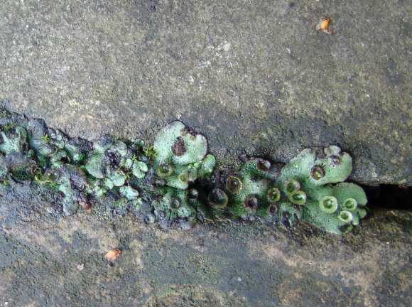 Spotting Image 1