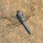 Eastern Pondhawk