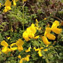 Broom