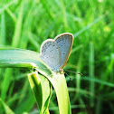 Lesser Grass  Blue