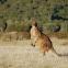 Eastern Grey (Forester's) Kangaroo