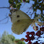 Cabbage Butterfly