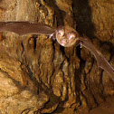 Roundleaf bat