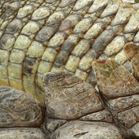 living fossil by JenWil   - Animals Reptiles
