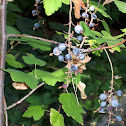 Pink Flowered Currant