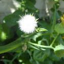 Common Dandelion