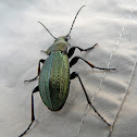 Körniger Laufkäfer
