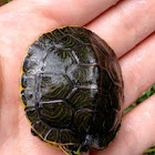 River Cooter