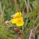 Coast Monkeyflower