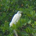Little Blue Heron