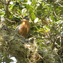 Robin
