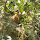 Spring Migration - Midwestern US