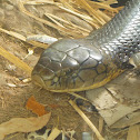King Cobra