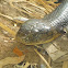King Cobra