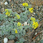 sea medick