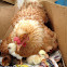 Gallina