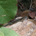 Eastern Water Skink