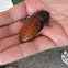 Madagascar hissing Cockroach