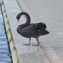 Black Swan