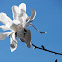 Magnolia