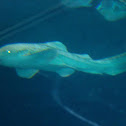 Zebra Shark