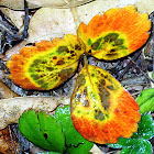 Poison Oak