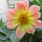 Dahlia