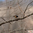 Brambling