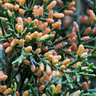 Eastern red cedar, male flowers