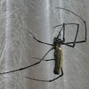Orb Spider