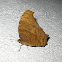 Brown Butterfly