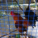 Cockerel 