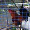 Cockerel 