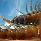 Giant Centipede