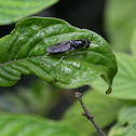Black Soldier Fly