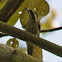 Brown-capped Woodpecker *